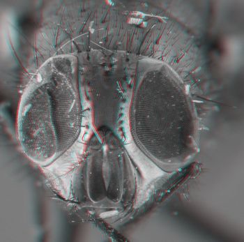 Media type: image;   Entomology 613610 Aspect: head 3D
